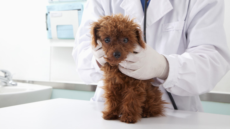 puppy at the vet