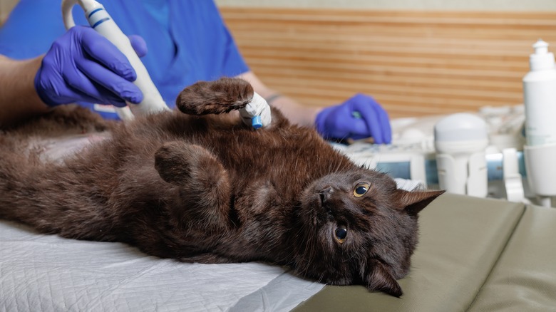 A cat gets an ultrasound