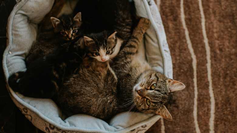 A cat with her litter of kittens