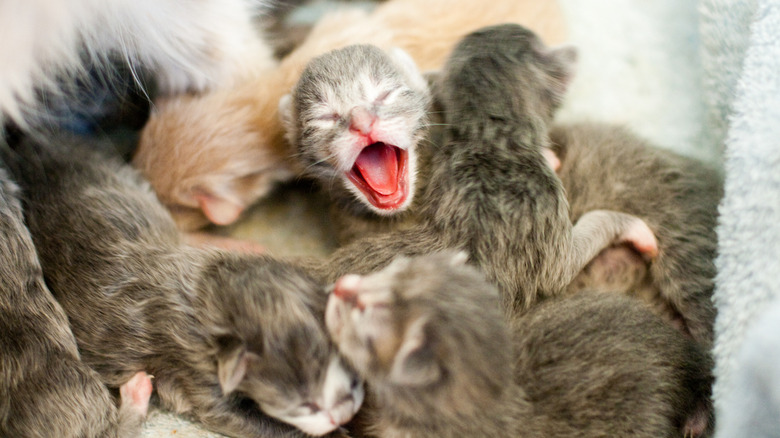 A litter of newborn kittens