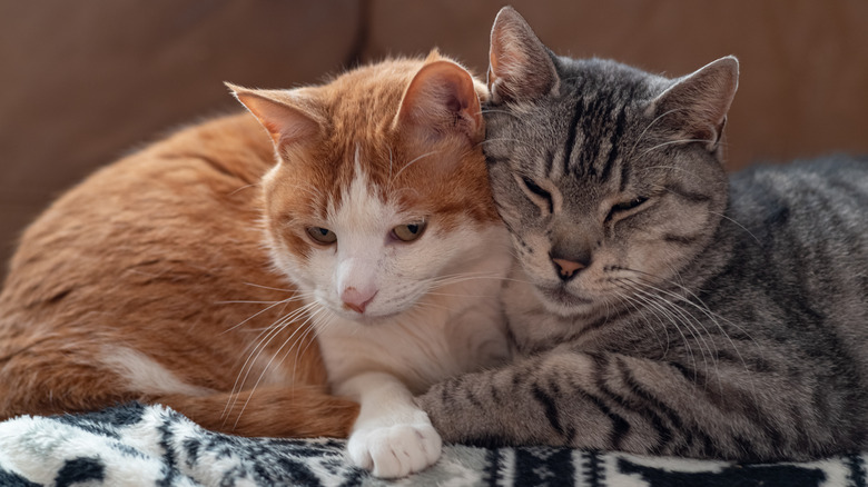 Two cats cuddling together