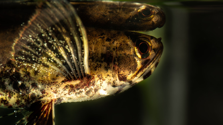 close up of the African butterfly fish waiting at the water's surface