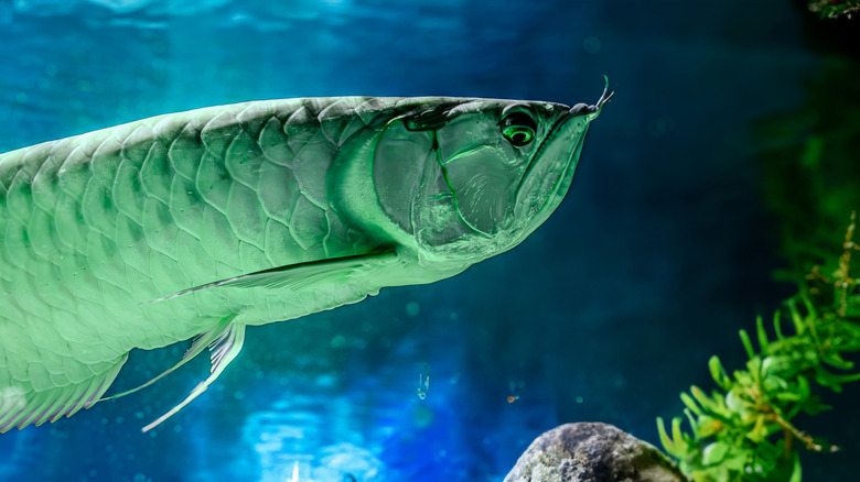 half-body picture of an arowana in a tank