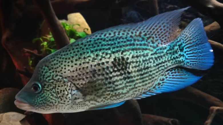 Wolf cichlid in aquarium