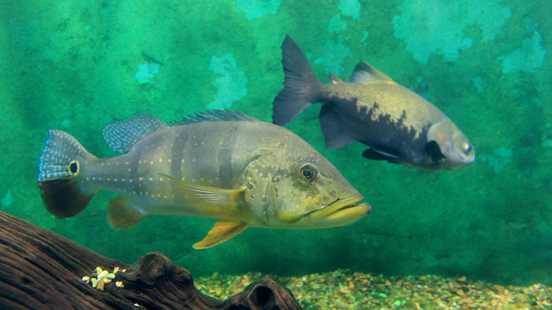 two peacock bass in an aquarium