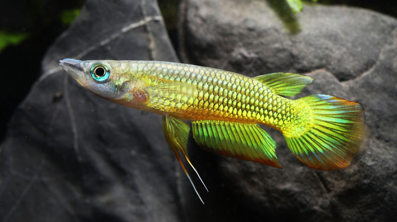 vibrant killifish swimming next to a rock