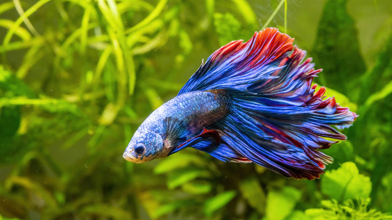 stunning blue and red betta fish amongst greenery