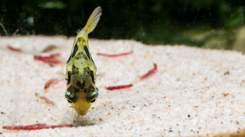 top view of a dwarf pea puffer eating a meal