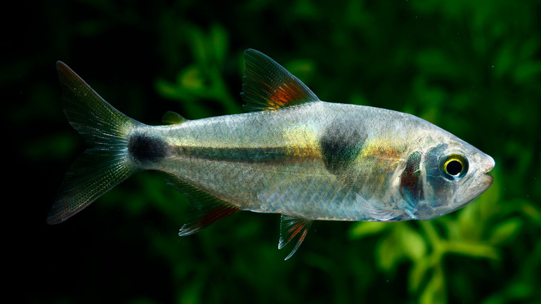 side view of Bucktooth tetra in a tank