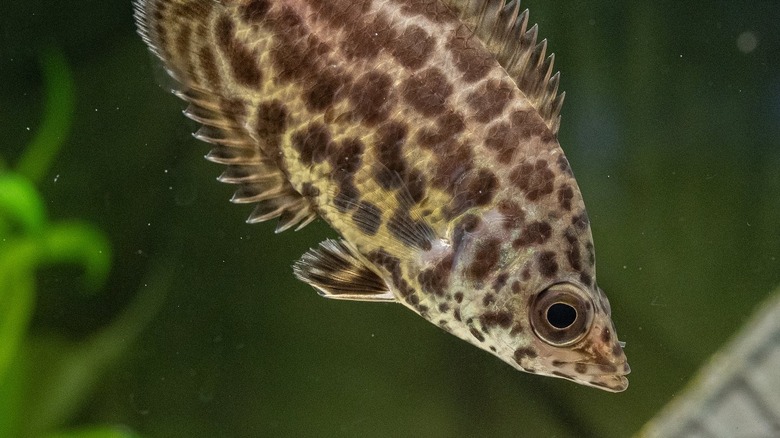 close up of African leaf fish in aquarium