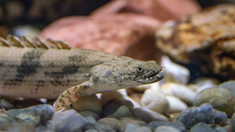 Bichir at the bottom of the tank amongst the pebbles