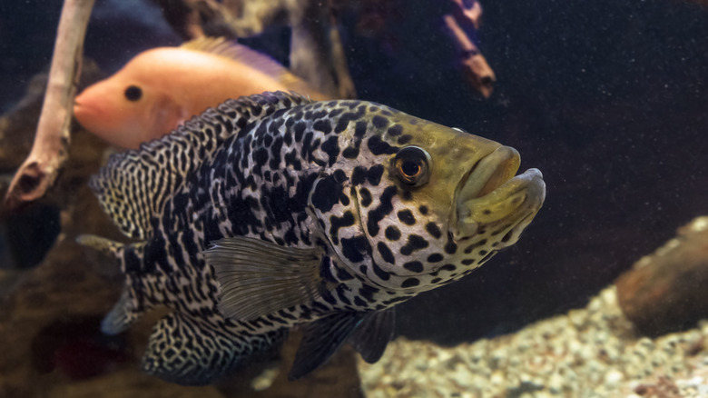 close view of jaguar cichlid in a tank next to a smaller fish