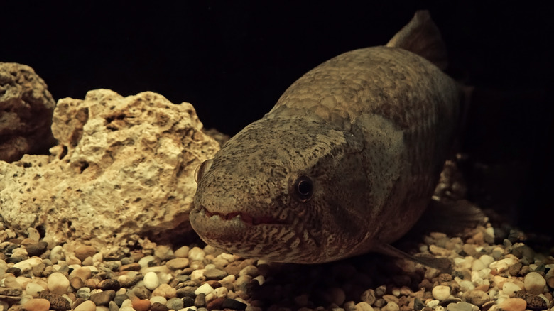 close-up of Hoplias aimara just above pebbles in tank