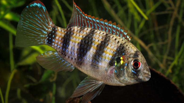 side view of an African butterfly fish