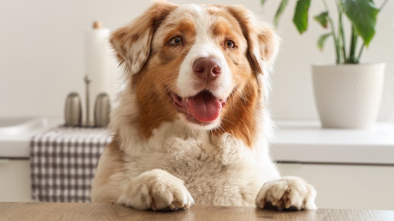 dog standing on kitchen counter