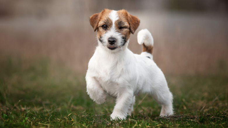 A winking Jack Russell terrier outside on grass