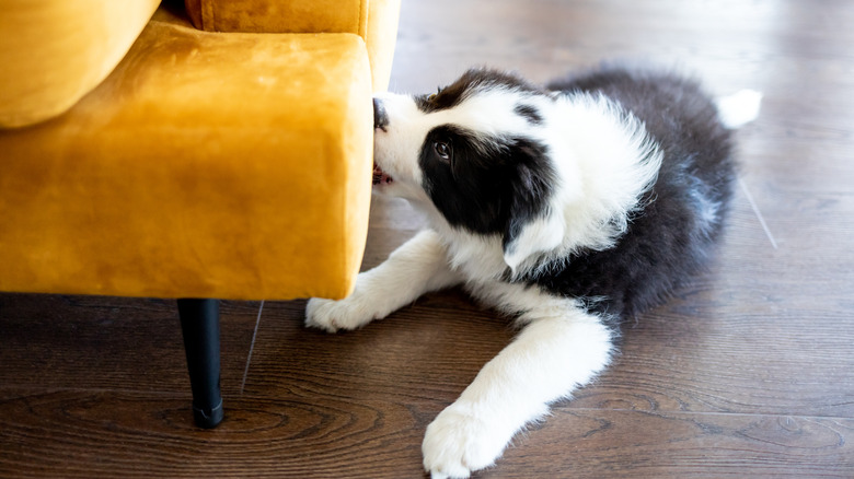 puppy chewing a table