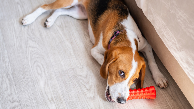 dog chewing a rubber toy