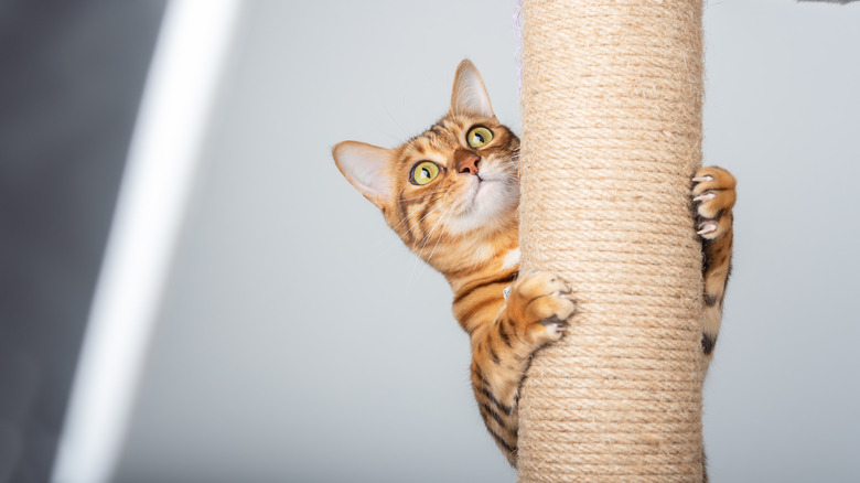 A bengal cat climbing a scratching post showing off its claws