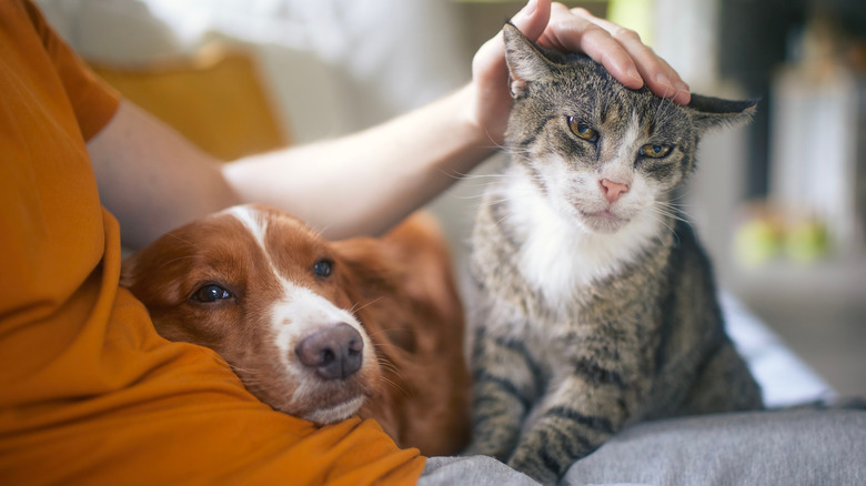 A man on a sofa petting a cat with a dog resting his head on his side