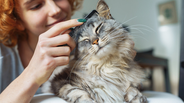 A woman happily brushes her cats heard with the cat looking happy