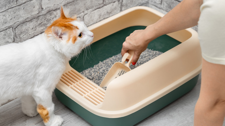 A white and orange cat looks on as its owner cleans its box