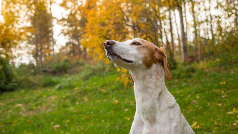 a dog outside sniffing the air