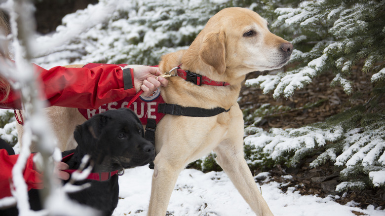 search-and-rescue dogs in the snow