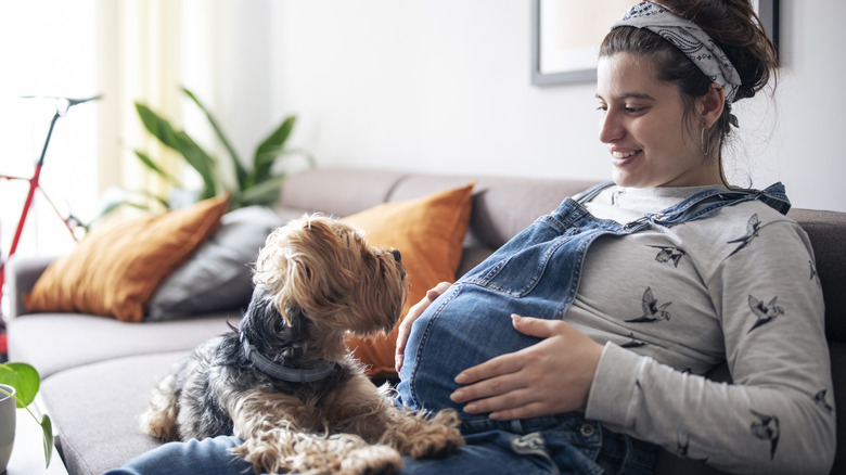 yorkie sitting on a pregnant woman's lap