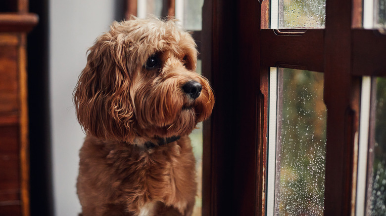 dog looking out at the rain