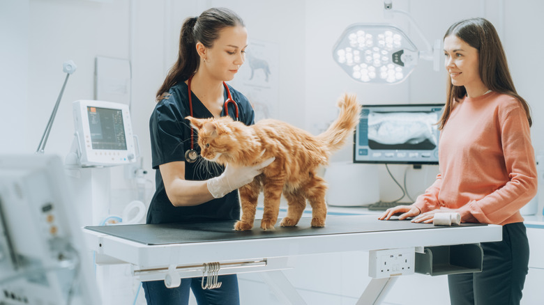 A vet examining a Maine coon.