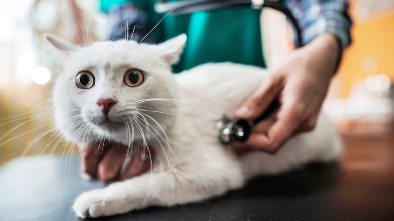 A cat being examined by a veterinarian.