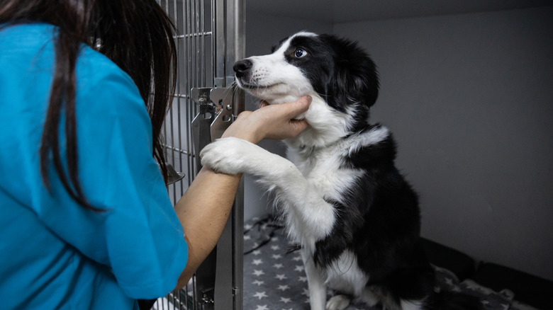 A veterinarian petting a border collie.