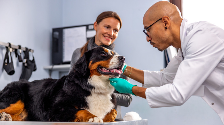 A vet examining a Bernese mountain dog.