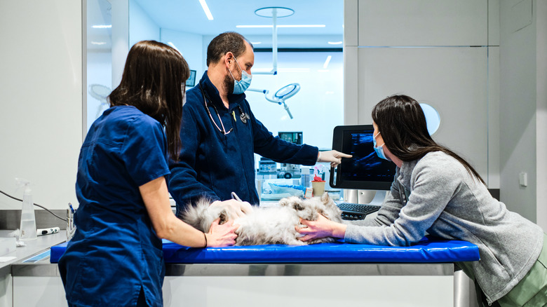 Vet professionals taking an ultrasound.