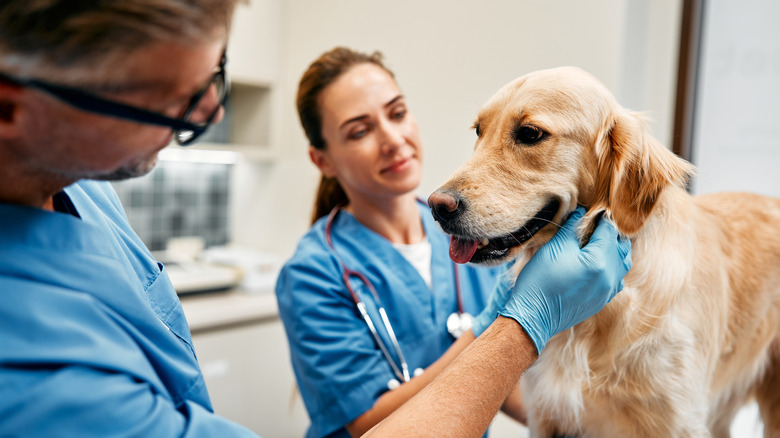 A dog being examined at the vet.