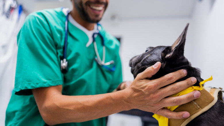 A vet examining a French bulldog.