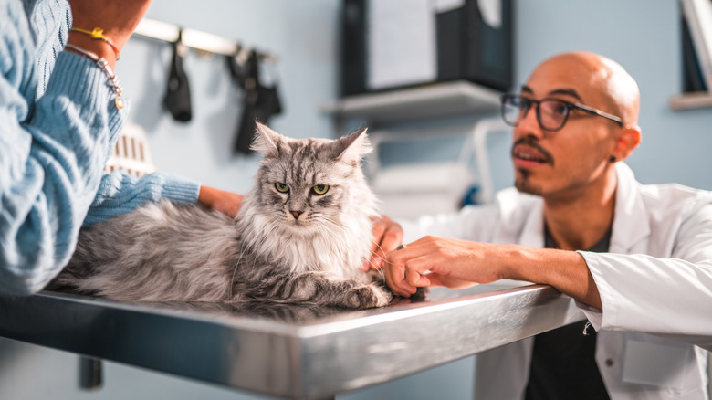 A veterinarian talking to a cat's owner.