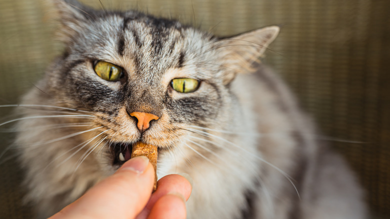 cat eating a treat