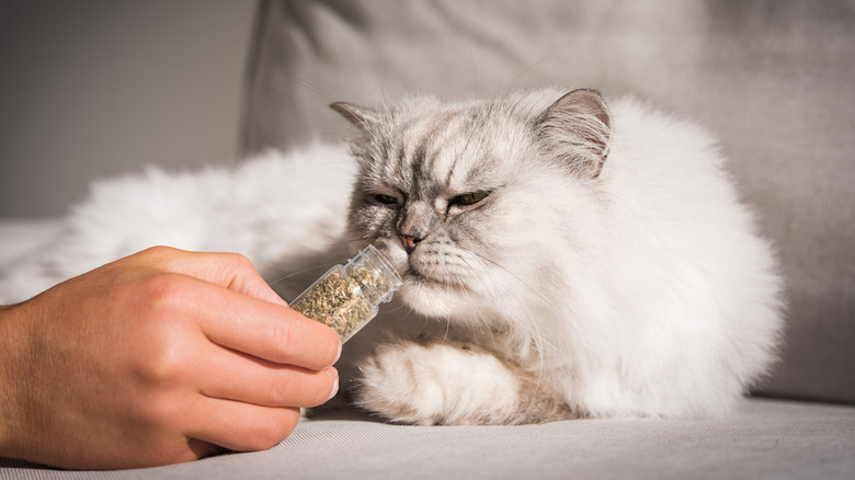 cat smelling dried catnip in a tube