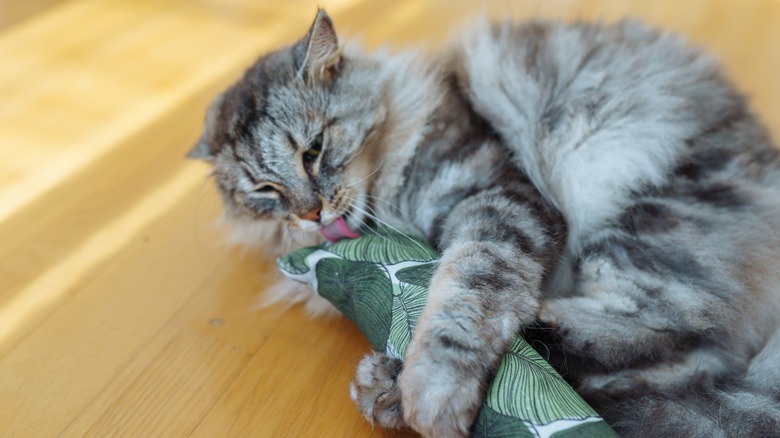 cat holding and licking a catnip toy