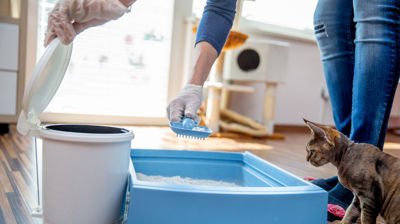 cat watches owner scoop litter