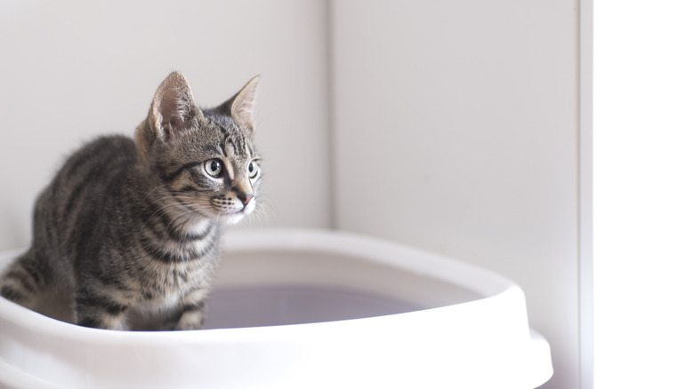 kitten in a litter box