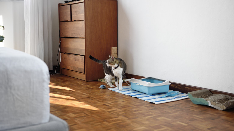 cat standing by litter box in a bedroom