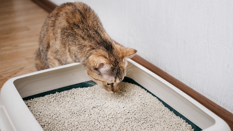 cat sniffing litter box