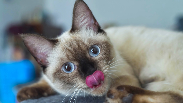 Siamese kitten sticks tongue out