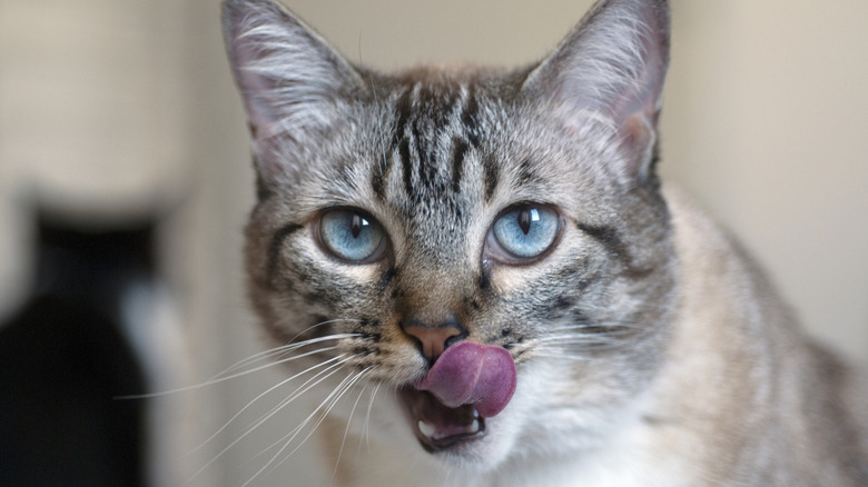 cat sticks out tongue