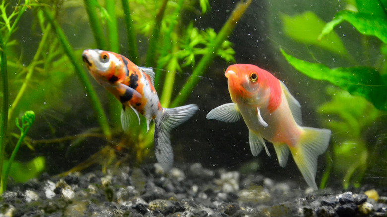 Two multi-colored goldfish, one with dark spots, swimming in a fish tank