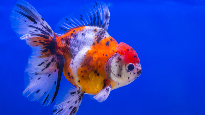 A goldfish with dark spots swimming