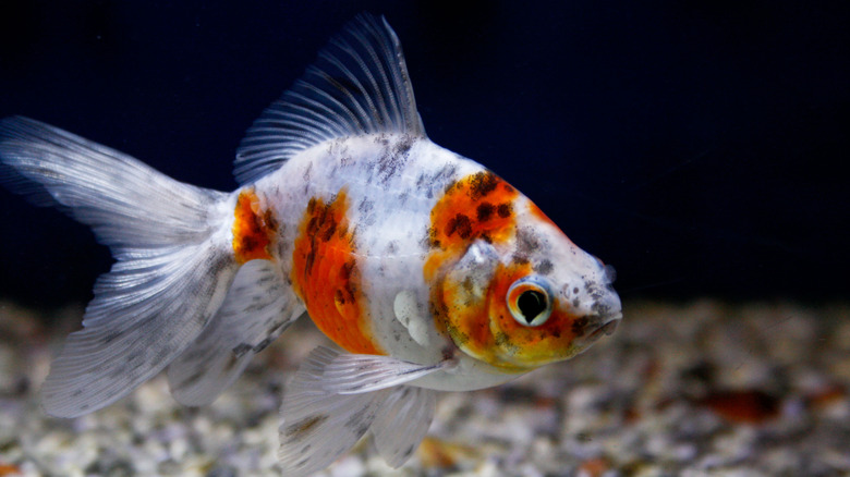 A white-and-orange goldfish with dark spots swimming in a fish tank